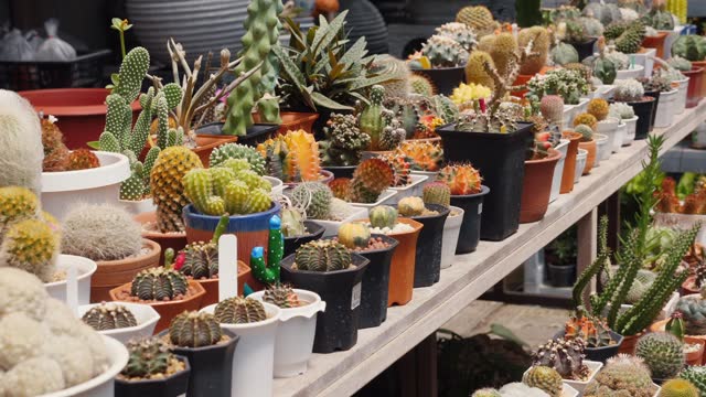 Assorted cacti and succulents in different pots at plant nursery. Gardening
