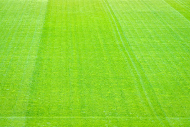 Natural green grass lawn soccer field. Football arena texture background.