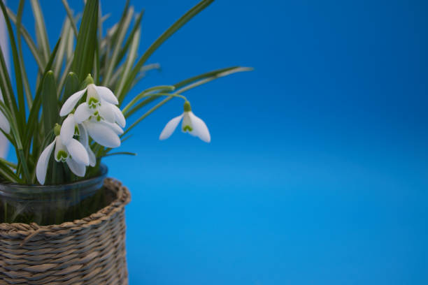 Vibrant snowdrop flowers blooming, with lush green foliage, set against a clear blue sky.
