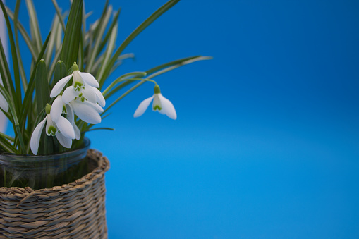 Vibrant snowdrop flowers blooming, with lush green foliage, set against a clear blue sky.