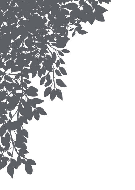 istock Leaves Shadow Silhouette border on white background, Illustration isolated frame of Shadow leaf overlay background, Concept for elements design decoration for Spring, Summer Banner 2091816720