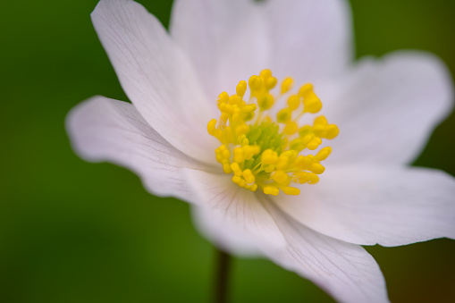 some tiny blooming wood anemones in a forest in spring