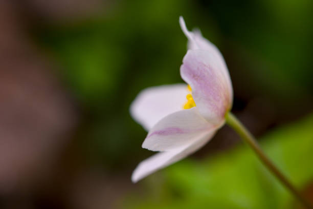 some tiny blooming wood anemones in a forest in spring
