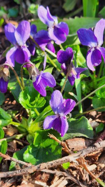 istock Sweet violet flowers among grass 2091830358