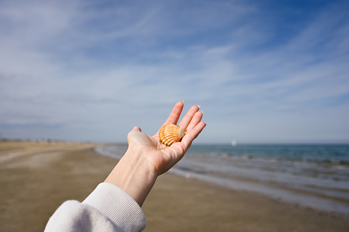 seashell on the beach (shallow DOF)