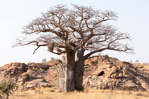 A photo of baobab tree in Southafrica