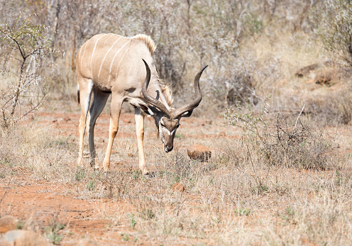 A photo of greater kudu in Southafrica