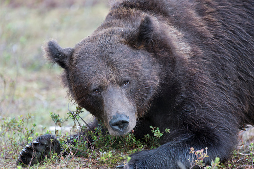 A view of brown bear during  summer in Finland