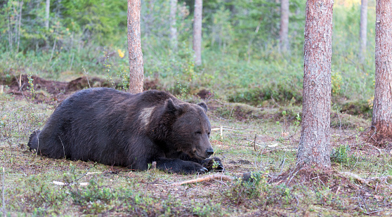 A view of brown bear during  summer in Finland