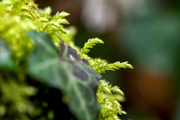 istock Macro of blooming moola in a forest with many details 2091878831