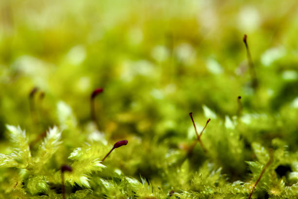 Macro of blooming moola in a forest with many details