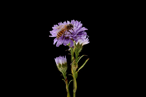 Bee on a pink flower, isolated on black background. Macro.