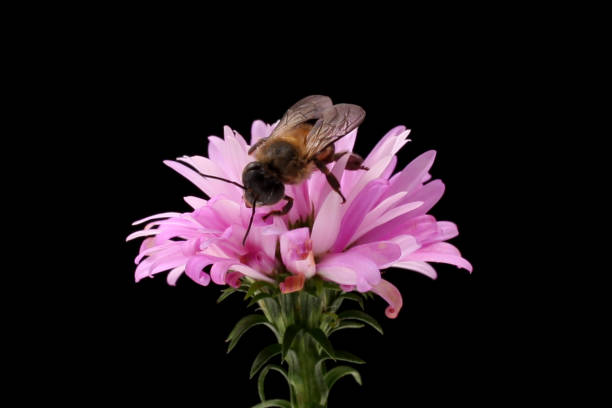 istock Bee on a pink flower, isolated on black background. Macro. 2091915937