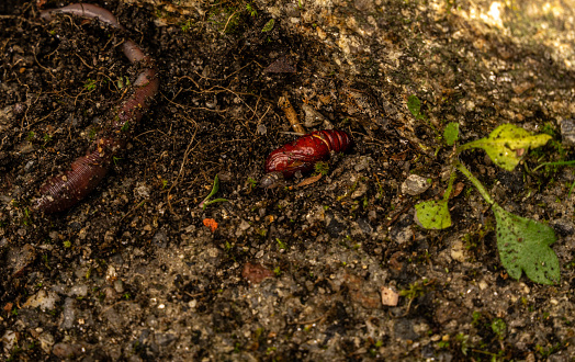 Earthworm and insect pupa on soil removed in garden in spring