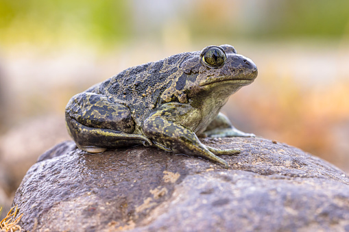 Eastern spadefoot or Syrian spadefoot (Pelobates syriacus), toad posing on stone in natural habitat. This amphibian occurs on the island of Lesbos, Greece. Wildlife scene of nature in Europe.