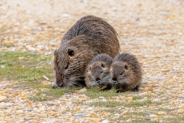 nutria aquatic rodent with young - nutria rodent beaver water photos et images de collection