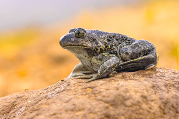 Eastern spadefoot or Syrian spadefoot (Pelobates syriacus), toad posing on stone in natural habitat. This amphibian occurs on the island of Lesbos, Greece. Wildlife scene of nature in Europe.
