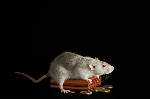 A gray rat lies on a wallet with coins. Mouse and money isolated on a black background. Greedy rodent steals coins.