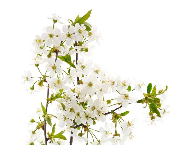 istock Branch of blooming cherry. 2091923957
