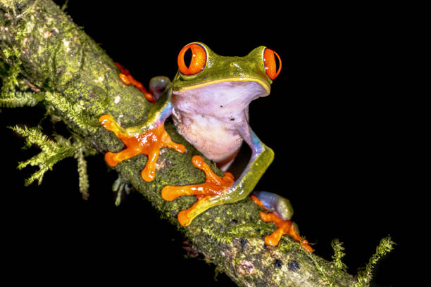 istock Red eyed leaf Frog on brach in tropical forest 2091926075