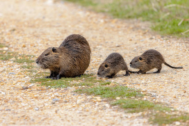 nutria aquatic rodent with young - nutria rodent beaver water photos et images de collection