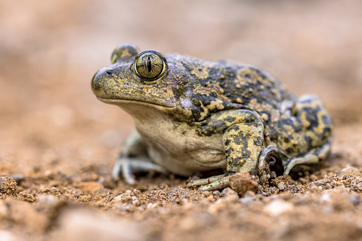 Eastern spadefoot or Syrian spadefoot (Pelobates syriacus), toad posing on stone in natural habitat. This amphibian occurs on the island of Lesbos, Greece. Wildlife scene of nature in Europe.