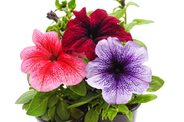 istock Petunias in pots. 2091931832
