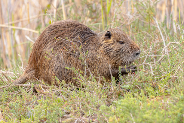 istock Nutria aquatic rodent eating 2091934421