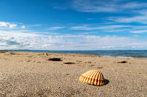 Shell on a beach of the mediterranean sea