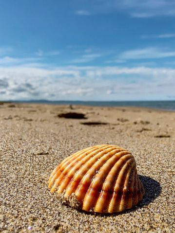 Shell on a beach of the mediterranean sea