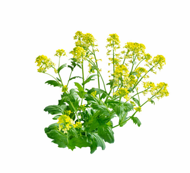 istock Mustard Flower blossom, Canola or Oilseed Rapeseed. 2091949451