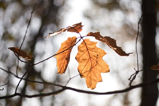 four last oak leaves, autumn time