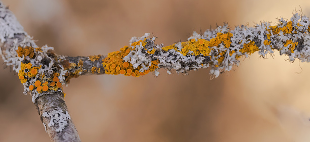 Lichens growing on the bark of a tree in the forest.
