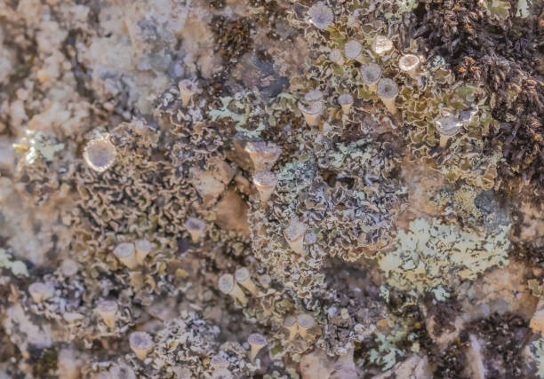 Lichen and moss growing in harmony over a stone.