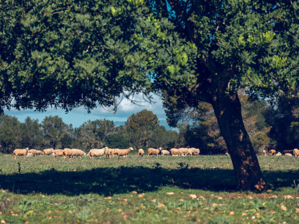 istock Flock of sheep eating grass in field 2091958879