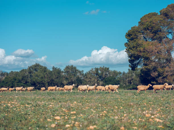 istock Herd of sheep on green meadow 2091959386