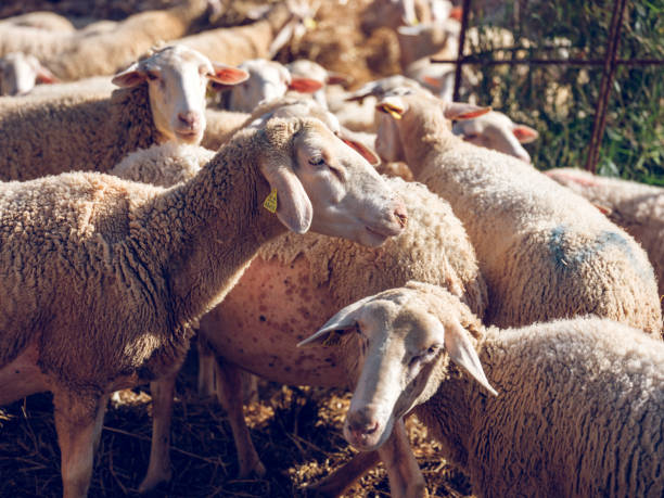 istock Herd of sheep in enclosure in farm 2091959903