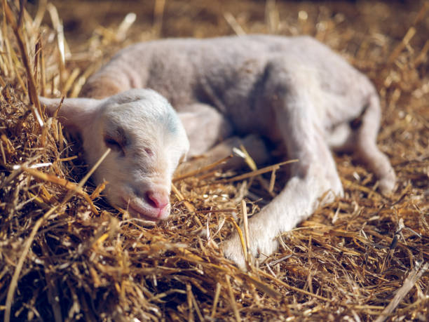 Cute white little baby sheep with closed eyes sleeping on dry straw in sunny farm paddock