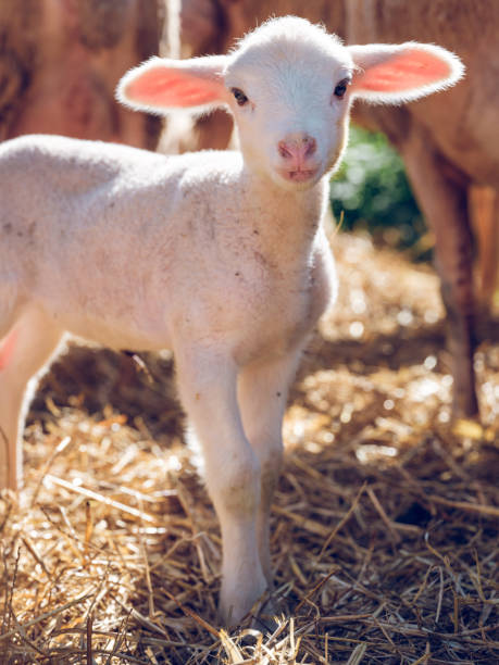 istock Little sheep pasturing on farm yard 2091961464