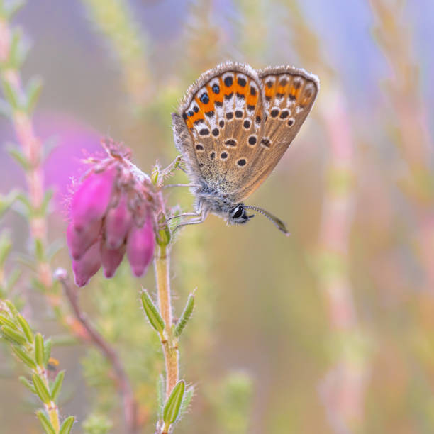 Silver Studded Blue Butterfly on Erica Heath