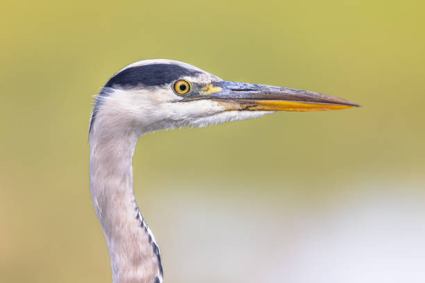 Grey heron (Ardea cinerea) portrait of wading bird looking for food in wetland in Flanders Belgium on green background. Wildlife Scene of Nature in Europe.