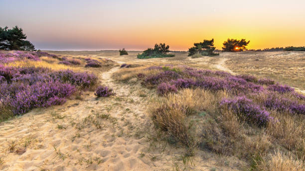 istock Sunset over heathland Veluwe Netherlands 2091964596