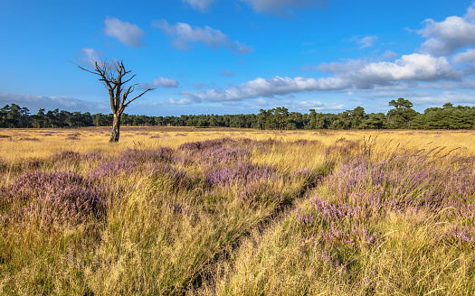 Blooming heath in Deelerwoud nature reserve Veluwe Netherlands. Landscape scen of nature in Europe