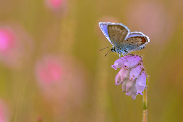 A blue butterfly (Polyommatus icarus) with orange, brown and blue wings rests on heather flowers in a nature reserve, creating a bright and delicate picture. A cute butterfly on a flower..