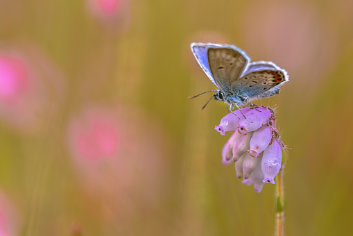 Silver Studded Blue Butterfly (plebeius argus) resting with closed wings on heath (Erica tetralix) in natural heathland habitat. Drenthe, Netherlands.