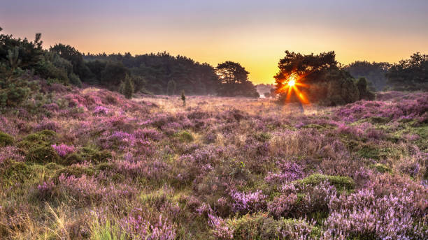 istock Sunrise over flowering heathland Dwingelderveld Netherlands 2091968326