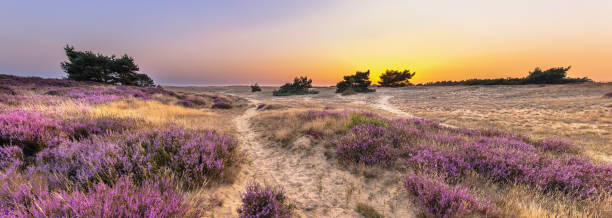 istock Sunset over heathland Veluwe Netherlands 2091969379
