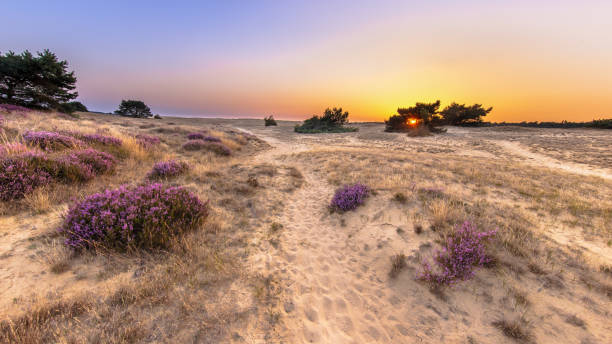 istock Sunset over heathland Veluwe Netherlands 2091969893