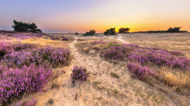 Sunset over heathland Veluwe Netherlands Beautiful sunset with clear sky over Heathland in National Park Hoge Veluwe, the Netherlands. Landscape scene of nature in Europe. heather flower stock pictures, royalty-free photos & images