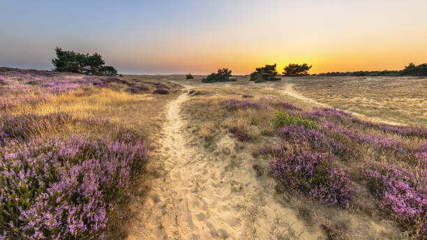 istock Sunset over heathland Veluwe Netherlands 2091973032